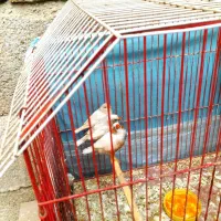 فنچ درجه یک هم سایز و هم رنگ صدرصد مولد