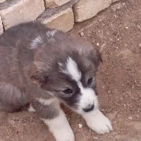 توله قدرجونی