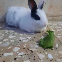 بچه خرگوش