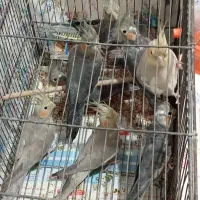 8 تا عروس هلندی یه دونه گل باقالی|پرنده|صومعهسرا, |دیوار