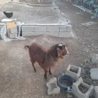 یک بز دارم ۱۰ میلیون نر هست|حیوانات مزرعه|صباشهر, |دیوار