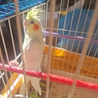 عروس هلندی ماده