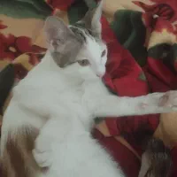 واگذاری گربه ماده