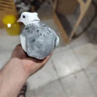 طوقی ماده|پرنده|خان ببین, |دیوار