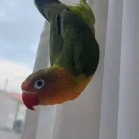 طوطی برزیلی پرنده گم شده