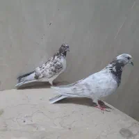 کبوتر پرشی|پرنده|ساوه, |دیوار