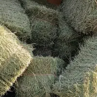 خرید یونجه سر زمین