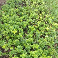 شمشاد طلایی کرتی