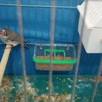 فنچ مولد|پرنده|نجف‌آباد, امیرآباد|دیوار