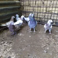 6عدد جوجه با یک عدد نر پلاکی|پرنده|کویرات, |دیوار