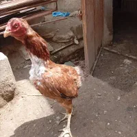 مرغ لاری برزیلی تخم گزار