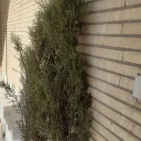 چهارعدرخت سرو شیراز باهم ۳۵۰|گل و گیاه طبیعی|فولادشهر, A1|دیوار