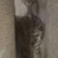 فروش شمشیر عتیقه|کلکسیون اشیاء عتیقه|تهران, شهران شمالی|دیوار