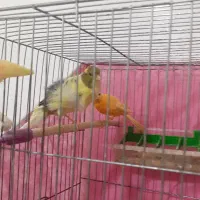 ابلق فری و سرخ.دوتا شون هم ماده است.الکی پیام ندین|پرنده|اسفراین, |دیوار