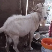 فروش پازن نژاد اصیل سانن|حیوانات مزرعه|خورموج, |دیوار