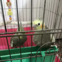 جوجه عروس هلندی ۲ ماهه|پرنده|اصفهان, سروستان|دیوار