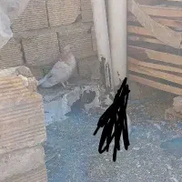 زردی  و زاغ