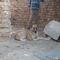 ماده سراب ،نزدیک فله.زهک