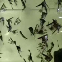 فروش انواع ماهیان زینتی|ماهی|بیلوار, |دیوار