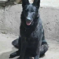 ژرمن بلک ۸ ماهه ماده