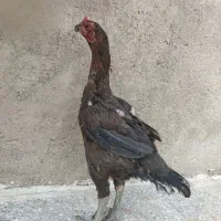 مرغ لاری|پرنده|تهران, شهرک آزادی|دیوار