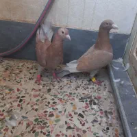 نرماده کلون