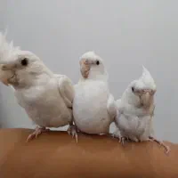 عروس هلندی آلبینو سخنگو