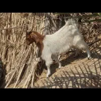 کهره نر وماده