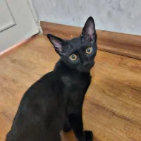 واگذاری رایگان گربه DSH سیاه