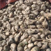 چغندر قند  دامی|حیوانات مزرعه|سربیشه, |دیوار