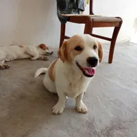سگ نر پاکوتاه