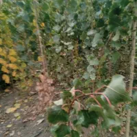 نهال صنوبر نیگرا ترکیه ارسال به تمام نقاط کشور|خدمات باغبانی و درختکاری|فیروزآباد (آذربایجان), |دیوار