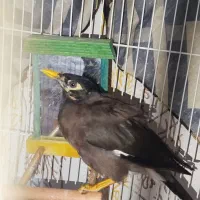 مرغ مینا سخنگو|پرنده|مشهد, کوی دروی|دیوار