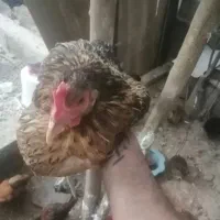 9عدد مرغ با 2عدد خروس|حیوانات مزرعه|شیراز, کرونی(خاتونک)|دیوار