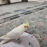 عروس هلندی نر