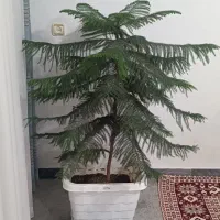 گل بزرگ|گل و گیاه طبیعی|بروجرد, |دیوار