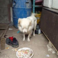 اشپیتز|سگ|رشت, لاکان شهر|دیوار