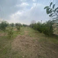 ۵۰۰ متر زمین باغی پلاک دو جاده اصلی سرخرود