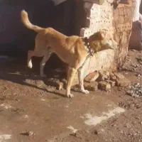 سگ نگهبان|سگ|نیشابور, دربقاضی|دیوار