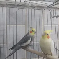 عروس هلندی نر و ماده