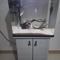 اکواریوم