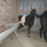 بزغاله، قصابی رایگان