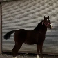 کره نریان کرد خالص|اسب و تجهیزات اسب‌سواری|اردبیل, |دیوار