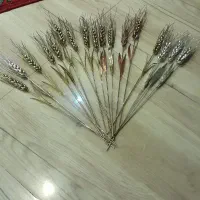 گل مسی  گندمی