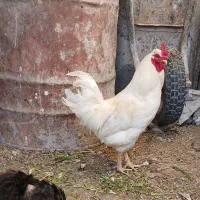 خروس  سیاه .سفید .قرمز