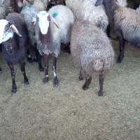 میش داشتی و بره|حیوانات مزرعه|کوهدشت, |دیوار