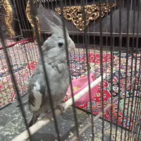 عروس هلندی|پرنده|خرم‌آباد, |دیوار