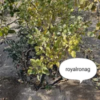 نهال پر کیفیت اصلاح شده|خدمات باغبانی و درختکاری|دره شهر, |دیوار