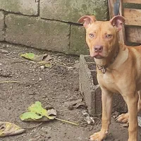 سگ پیت بول|سگ|رودسر, |دیوار