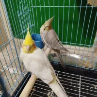 یک جفت عروس هلندی